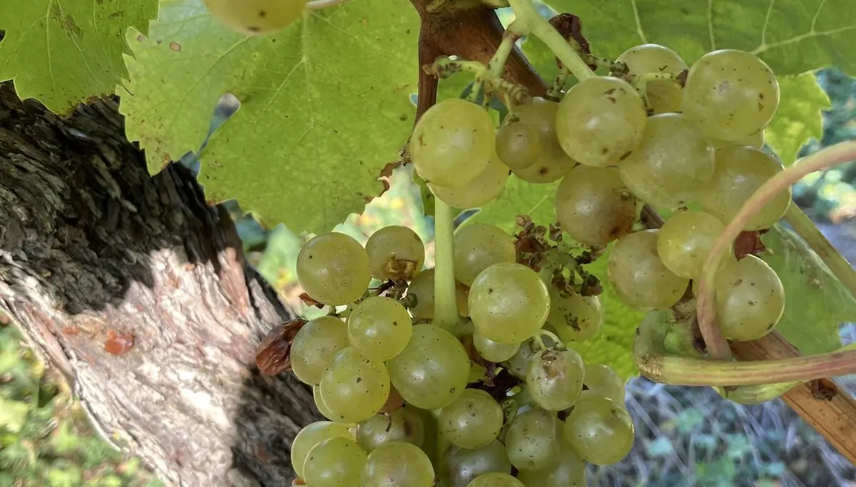 © DAV Fürth _ Im Weinberg bei Sulzfeld