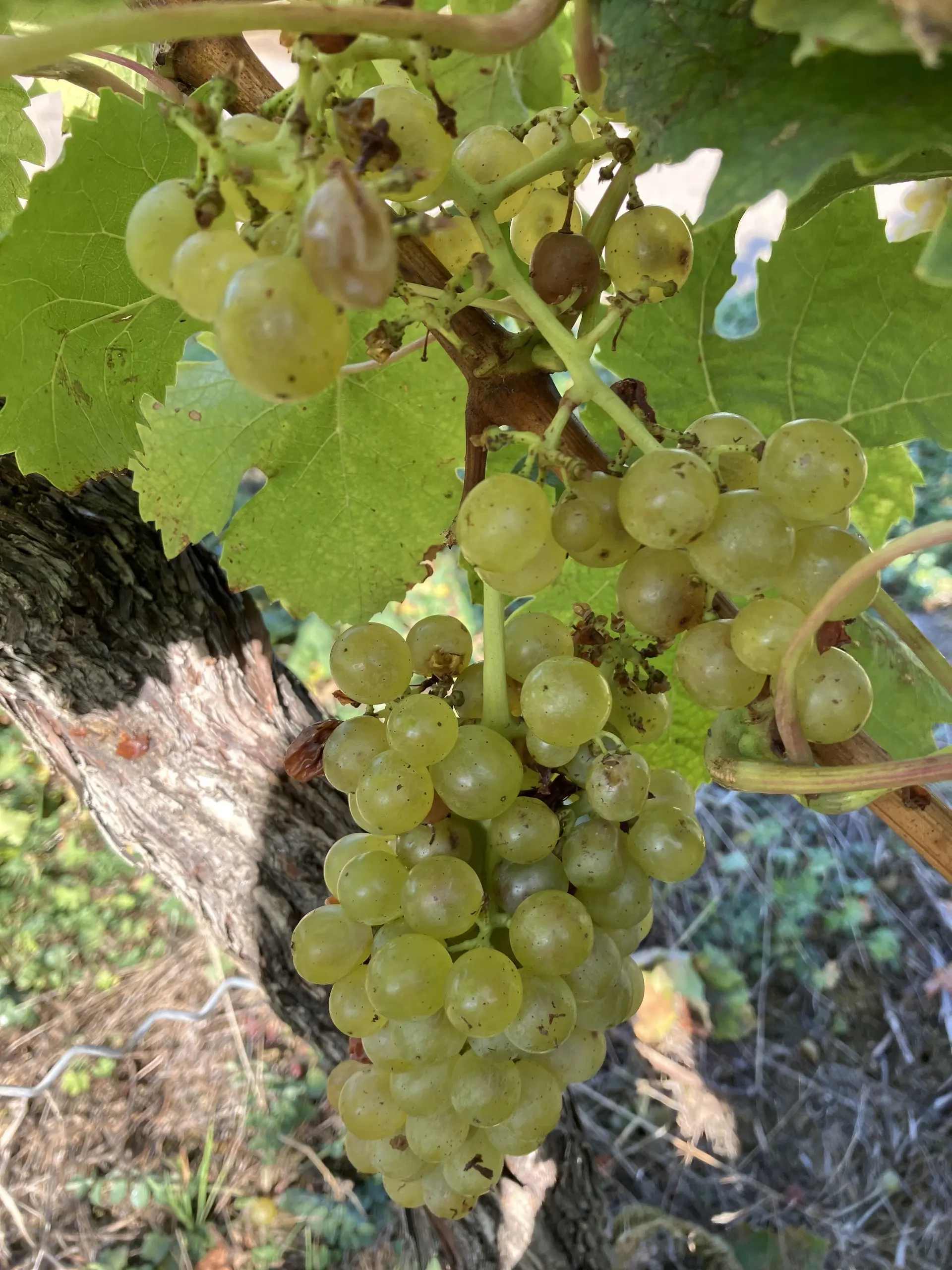 © DAV Fürth _ Im Weinberg bei Sulzfeld