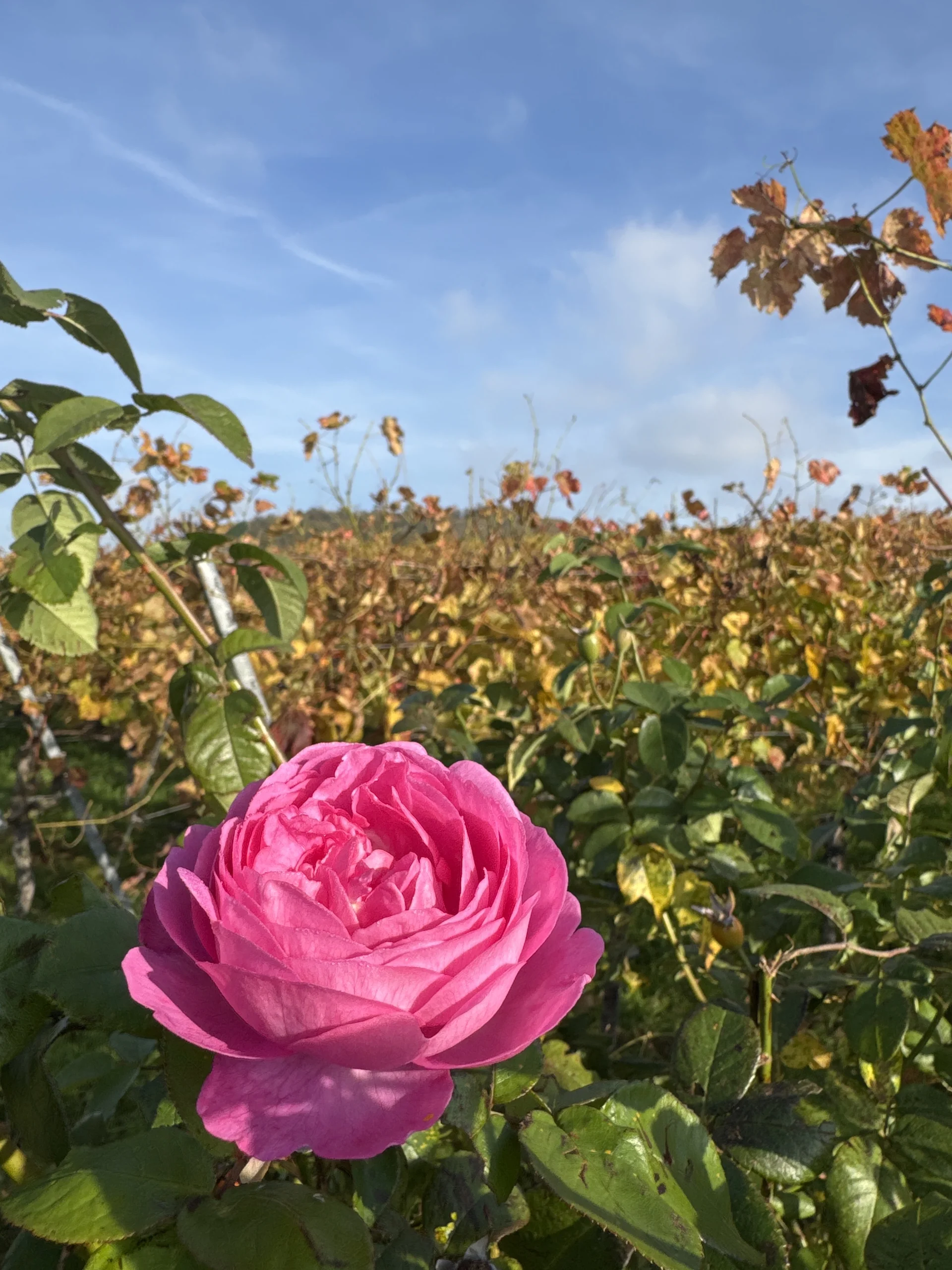 © DAV Yogagruppe; Foto: Burkhard Rott