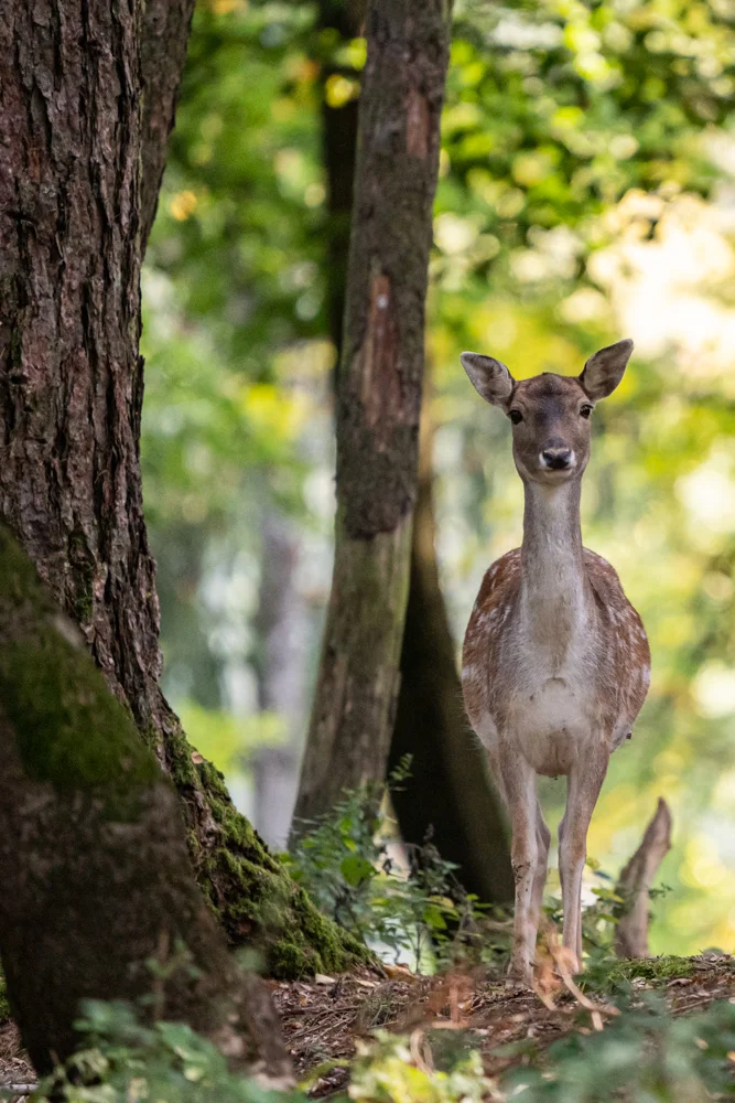 © DAV Fürth, Alexandra Walicki