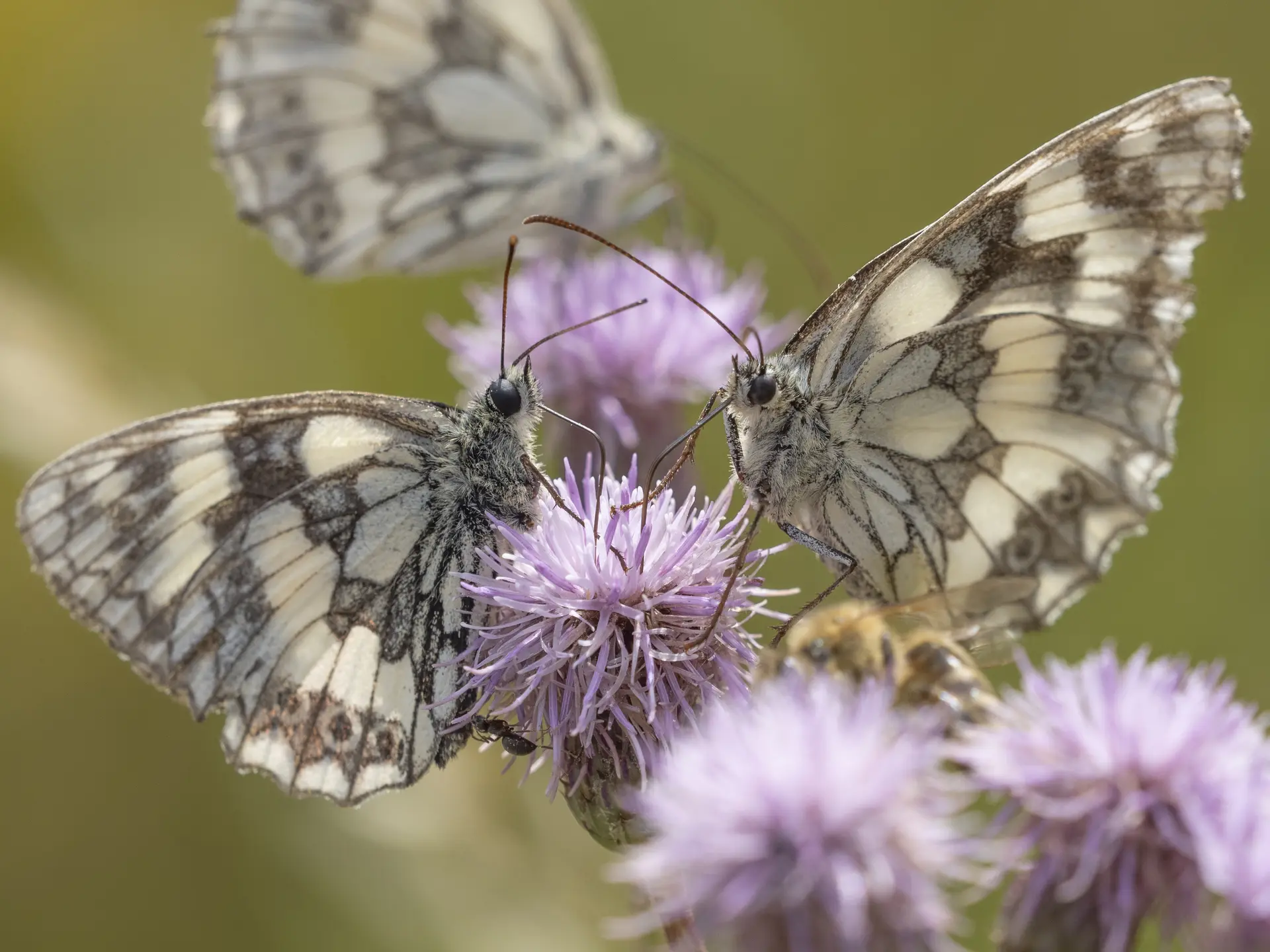 © DAV Fürth, Alexandra Walicki